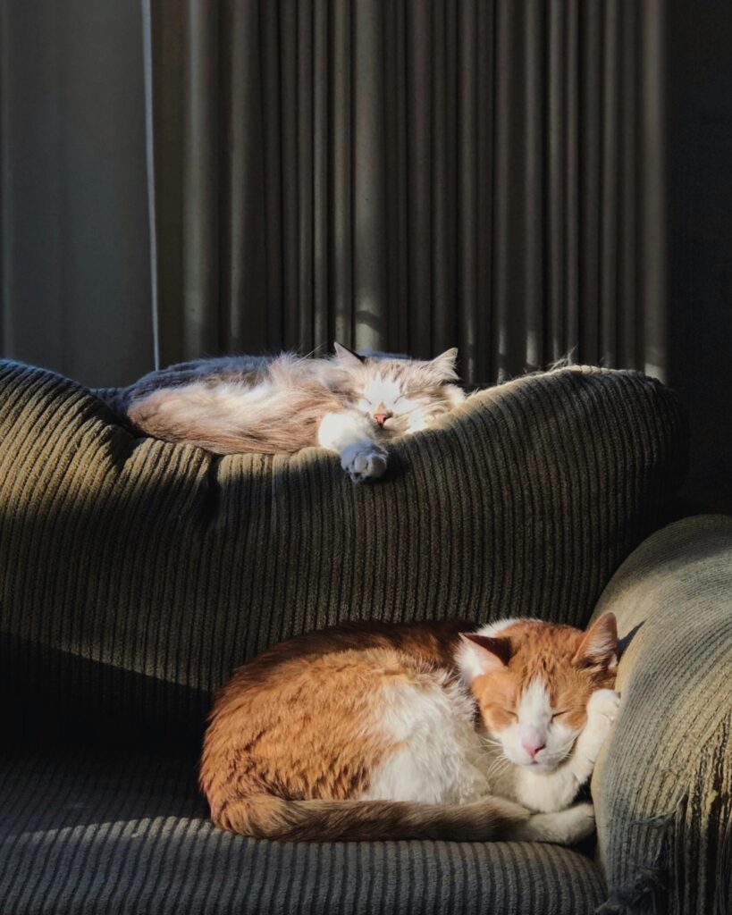 pexels-ivysonshine-3490871
